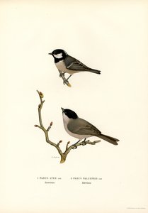 Siyah tepeli baştankara (renkli taş) by Magnus Ferdinand and Wilhelm von Wright