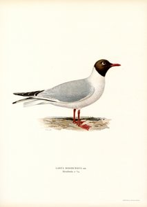 Kara başlı martı (renkli taş) by Magnus Ferdinand and Wilhelm von Wright