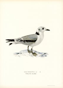 Kara bacaklı Kittiwake (renkli taş) by Magnus Ferdinand and Wilhelm von Wright