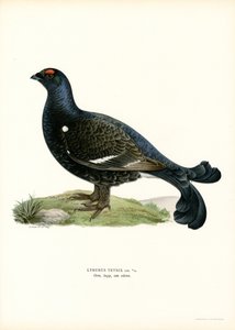 Kara Orman Tavuğu (renkli taş) by Magnus Ferdinand and Wilhelm von Wright