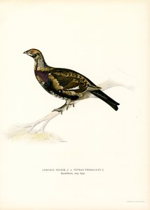 Kara Orman Tavuğu x Batı Capercaillie (renkli taş) by Magnus Ferdinand and Wilhelm von Wright