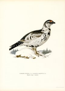 Kara Orman Tavuğu x Söğüt Ptarmigan (renkli taş) by Magnus Ferdinand and Wilhelm von Wright