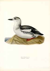 Siyah Guillemot (renkli taş) by Magnus Ferdinand and Wilhelm von Wright