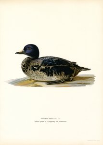 Kara Scoter (renkli taş) by Magnus Ferdinand and Wilhelm von Wright