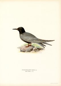 Kara Sumru (renkli taş) by Magnus Ferdinand and Wilhelm von Wright