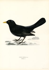 Karatavuk (renkli taş) by Magnus Ferdinand and Wilhelm von Wright