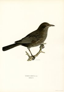 Karatavuk (renkli taş) by Magnus Ferdinand and Wilhelm von Wright