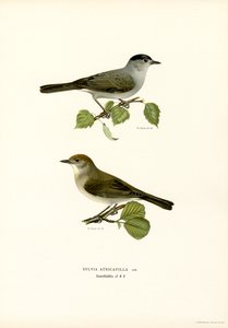 Blackcap (renkli lito) by Magnus Ferdinand and Wilhelm von Wright