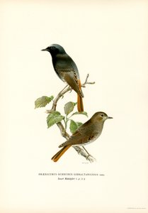 Blackstart (renkli taş) by Magnus Ferdinand and Wilhelm von Wright