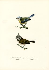 Mavi Baştankara (renkli taş) by Magnus Ferdinand and Wilhelm von Wright