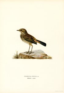 Bluethroat (renkli taş) by Magnus Ferdinand and Wilhelm von Wright