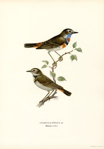 Bluethroat (renkli taş) by Magnus Ferdinand and Wilhelm von Wright