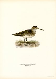 Geniş gagalı Sandpiper (renkli lito) by Magnus Ferdinand and Wilhelm von Wright