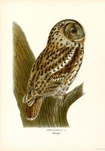 Kahverengi Baykuş (renkli taş) by Magnus Ferdinand and Wilhelm von Wright
