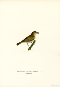Chiffchaff (renkli lito) by Magnus Ferdinand and Wilhelm von Wright