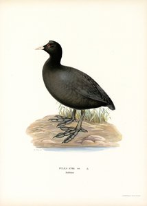 Ortak Coot (renkli lito) by Magnus Ferdinand and Wilhelm von Wright