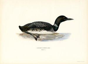 Ortak Loon (renkli taş) by Magnus Ferdinand and Wilhelm von Wright