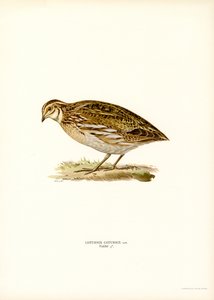 Adi Bıldırcın (renkli taş) by Magnus Ferdinand and Wilhelm von Wright