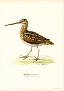 Ortak Su Çulluğu (renkli lito) by Magnus Ferdinand and Wilhelm von Wright