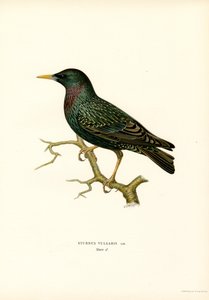 Adi sığırcık (renkli lito) by Magnus Ferdinand and Wilhelm von Wright