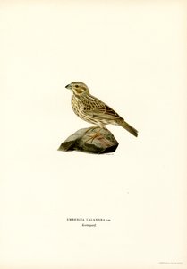 Mısır Kiraz Kuşu (renkli taş) by Magnus Ferdinand and Wilhelm von Wright