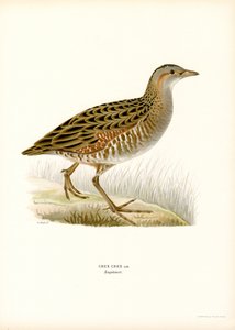 Mısır Crake (renkli taş) by Magnus Ferdinand and Wilhelm von Wright