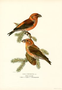 Crossbill (Renk Lito) by Magnus Ferdinand and Wilhelm von Wright