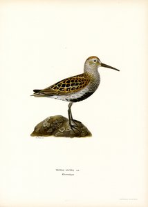 Dunlin (renkli taş) by Magnus Ferdinand and Wilhelm von Wright