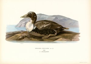 Eider Duck (renkli lito) by Magnus Ferdinand and Wilhelm von Wright