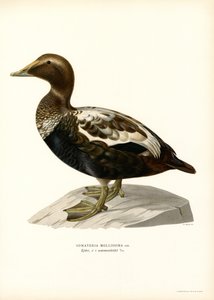 Eider Duck (renkli lito) by Magnus Ferdinand and Wilhelm von Wright