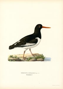 Avrasya Oystercatcher (renkli taş) by Magnus Ferdinand and Wilhelm von Wright