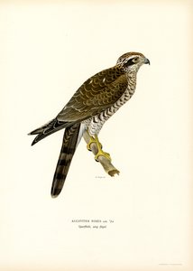 Avrasya Atmacası (renkli taş) by Magnus Ferdinand and Wilhelm von Wright