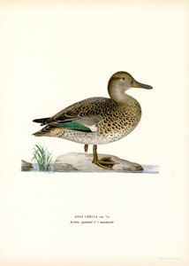Avrasya Teal (renkli taş) by Magnus Ferdinand and Wilhelm von Wright