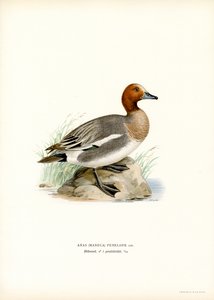 Avrasya Wigeon (renkli taş) by Magnus Ferdinand and Wilhelm von Wright