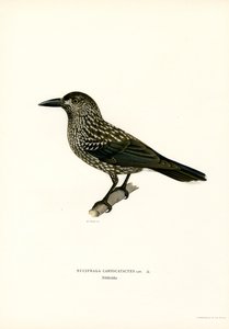Avrasya fındıkkıran (renkli taş) by Magnus Ferdinand and Wilhelm von Wright