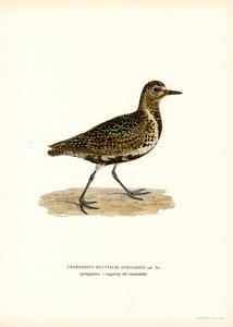 Avrupa Altın Cılıbıt (renkli taş) by Magnus Ferdinand and Wilhelm von Wright