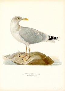 Avrupa Ringa Balığı (renkli taş) by Magnus Ferdinand and Wilhelm von Wright