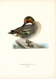 Avrupa Teal (renkli lito) by Magnus Ferdinand and Wilhelm von Wright