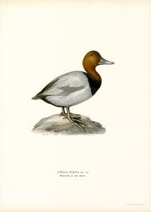 Avrupa patlıcası (renkli lito) by Magnus Ferdinand and Wilhelm von Wright