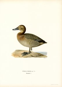 Avrupa patlıcası (renkli lito) by Magnus Ferdinand and Wilhelm von Wright
