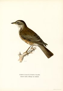 Fieldfare (renkli taş) by Magnus Ferdinand and Wilhelm von Wright