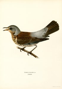 Fieldfare (renkli taş) by Magnus Ferdinand and Wilhelm von Wright