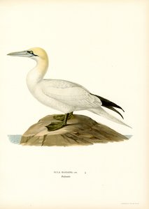 Cennet (siyah taş) by Magnus Ferdinand and Wilhelm von Wright