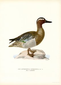 Garganey (renkli taş) by Magnus Ferdinand and Wilhelm von Wright