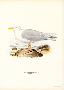 Glaucous Martı (renkli taş) by Magnus Ferdinand and Wilhelm von Wright