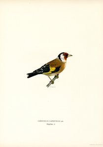 Saka kuşu (renkli taş) by Magnus Ferdinand and Wilhelm von Wright