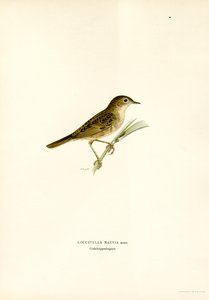 Çekirge Ötleğen (renkli taş) by Magnus Ferdinand and Wilhelm von Wright