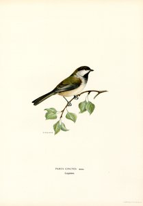 Gri başlı Chickadee (renkli taş) by Magnus Ferdinand and Wilhelm von Wright