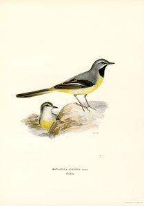Gri Kuyruksallayan (renkli taş) by Magnus Ferdinand and Wilhelm von Wright