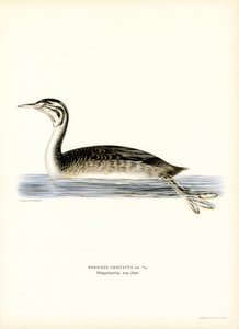 Büyük Tepeli Bataklık (renkli taş) by Magnus Ferdinand and Wilhelm von Wright